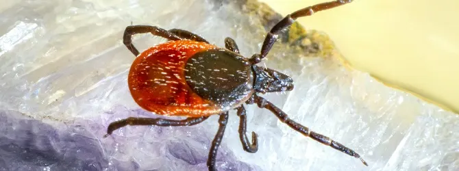 Picture of a tick — if one of these latches onto your cat, you definitely want to remove it the correct way Photo of a tick on an article on how to remove a tick from a cat — if one of these latches on to your cat, you definitely want to remove it properly.