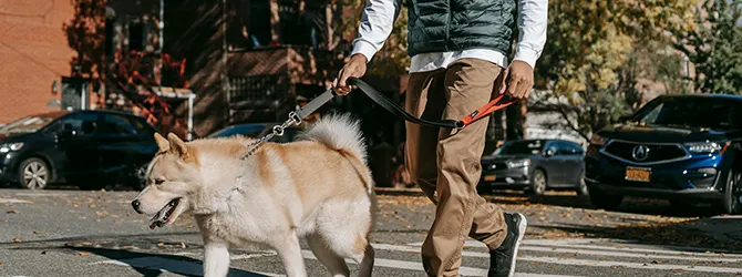 A man crossing the road with his dog A man crossing the road with his dog for an article on dog road safety. Training and proper equipment can both be life-savers.