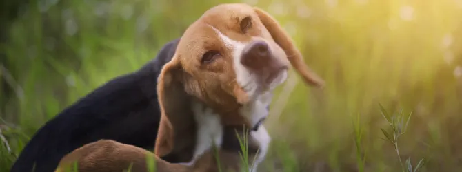 Soothe Your Itchy Pup: Vet-Approved Dog Itch Relief Tips Itchy dog in a field for article on my dog is constantly scratching and biting himself but no fleas