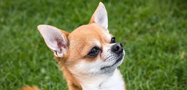ginger chihuahua looking up ginger chihuahua looking up