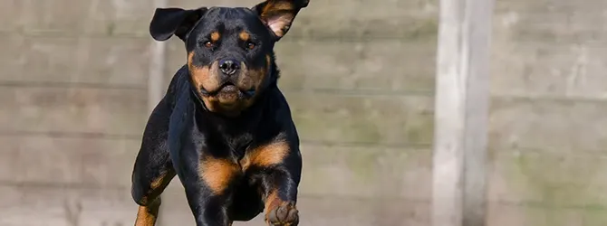 Rottweiler | Owner's Guide rottweiler running