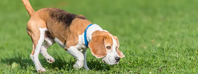Beagle | Owner's Guide beagle sniffing green grass