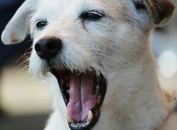 dog yawning dog yawning