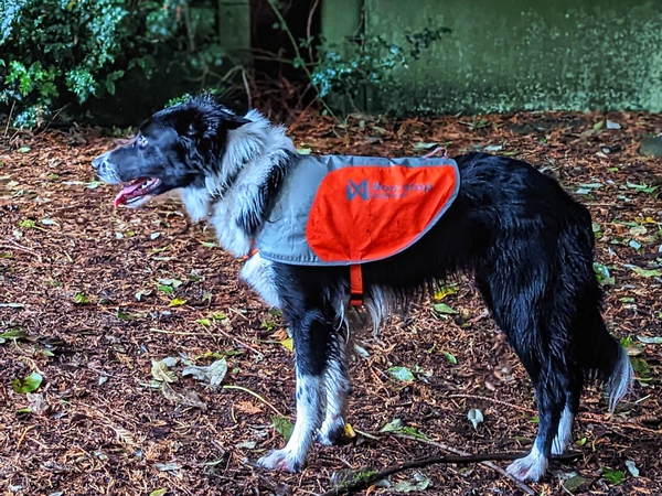 dog in fluorescent jacket for autumn safety dog in fluorescent jacket for autumn safety