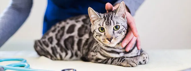 Colitis in Cats | Symptoms and Treatment cat having a veterinary check up in practice for article on colitis in cats