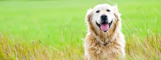 Babesia in Dogs - Parasite Prevention dog in field where the grass is tall