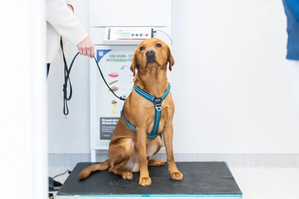 image of a healthy weight dog for article on arthritis in dogs image of a healthy weight dog for article on arthritis in dogs
