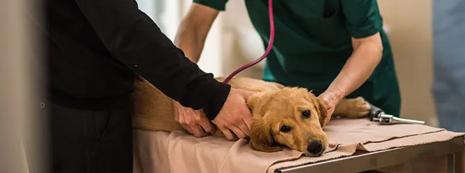 Colitis in Dogs | Symptoms and Treatment dog having a veterinary check up