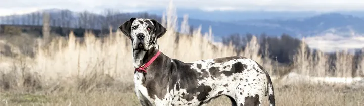 Great Dane Guide - Complete Breed Guide black and white great dane