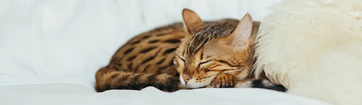 Effective treatment for excessive shedding in cats image of sleeping cat for article on treatment for excessive shedding in cats