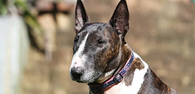 brown and white bull terrier brown and white bull terrier