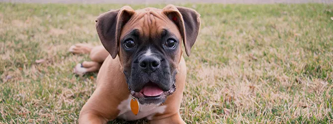Boxer | Owner's Guide boxer in field with tongue out