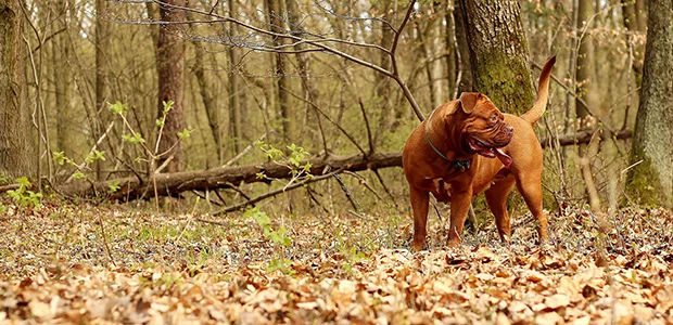 dogue de bordeaux on leaves in front of trees dogue de bordeaux on leaves in front of trees