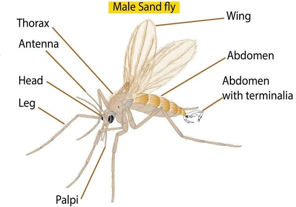 diagram of an adult sandfly responsible for Leishmaniasis Diagram of an adult sandfly responsible for Leishmaniasis