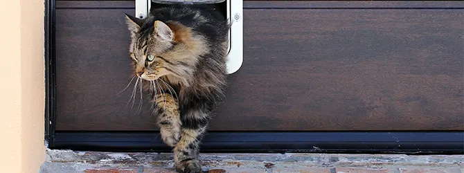 Should You Let Your Cat Outside? Top 7 Vet Tips Seven steps to letting your cat out for the first time