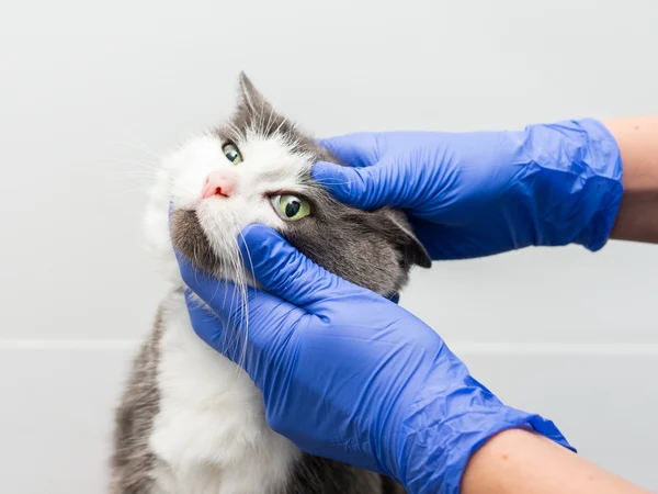 Image of a cat for article on benefits of a cat health plan Image of a cat for article on benefits of a cat health plan