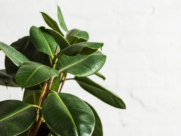 Poisonous plants for cats Poisonous plants for cats