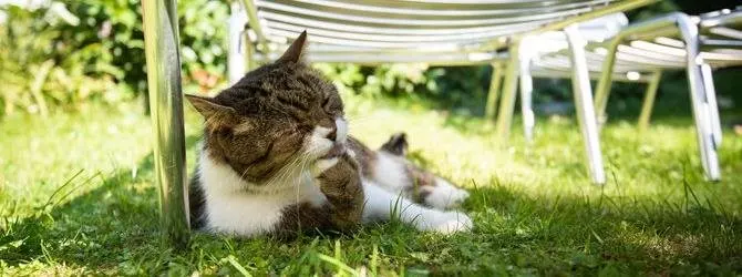 Heat stroke in cats: Signs to look out for A cat taking refuge from the hot summer weather in the shade under a garden chair