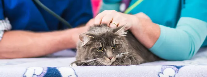 Cat Urine Infection: Vet Tips to Spot the Signs a cat having a veterinary check up