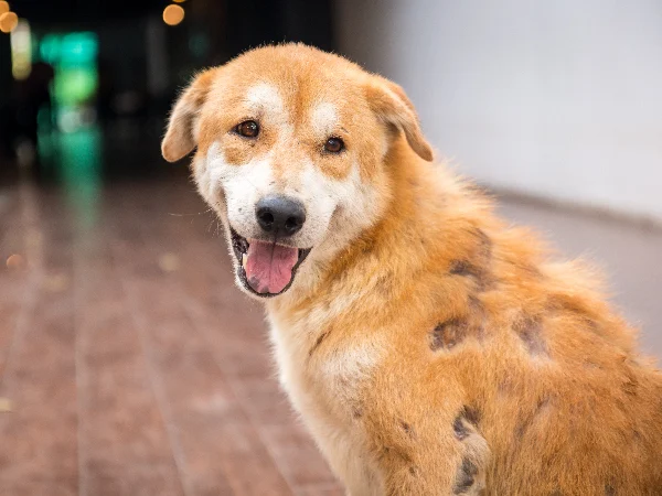 Dog with missing fur because of mites for article on what do dog mites look like Dog with missing fur because of mites for article on what do dog mites look like