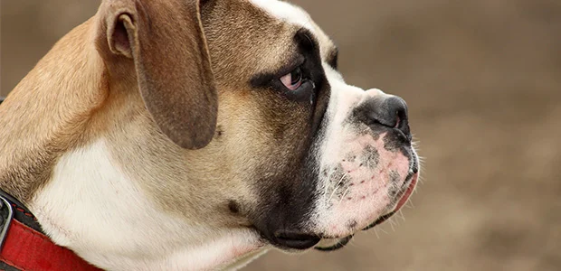 british-bulldog-body-1.jpg Photo of a British Bulldog in profile - sideview of the British Bulldog's head