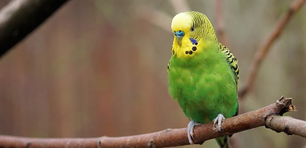 green budgie on perch green budgie on perch