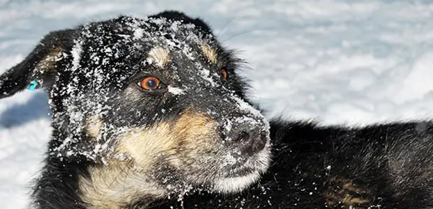 dog in snow with a tense jaw dog in snow with a tense jaw