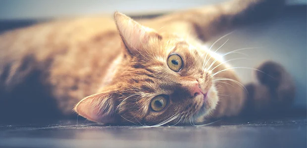 ginger cat looking at camera ginger cat looking at camera