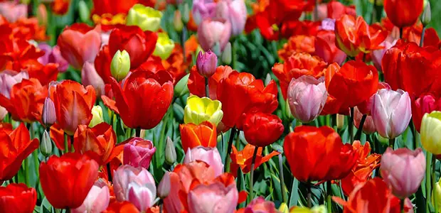 tulips tulips