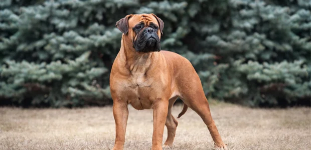Bullmastiff standing in front of trees Bullmastiff standing in front of trees