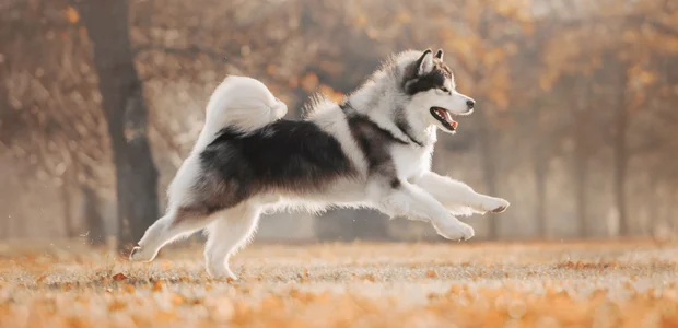 Alaskan Malamute running in the woods Alaskan Malamute running in the woods