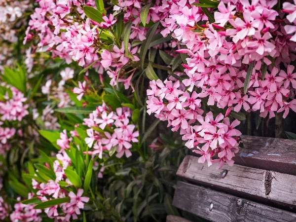 Poisonous plants for cats Poisonous plants for cats