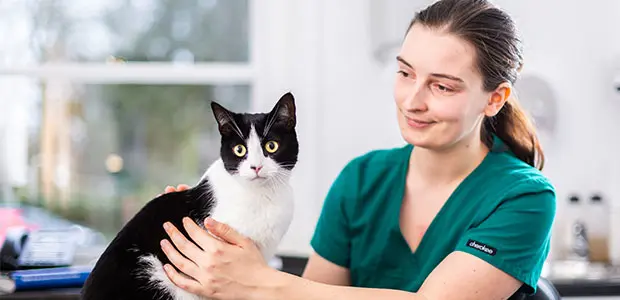 black and white cat having check-up with vet black and white cat having check-up with vet