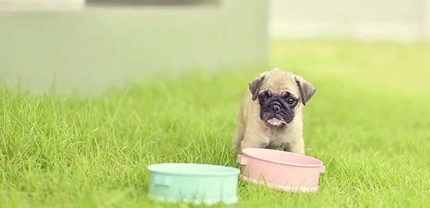 pug puppy on grass pug puppy on grass