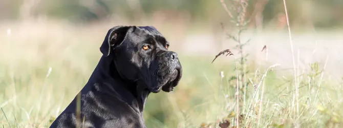 Cane Corso Guide - Breed Care Guide black cane corso dog sitting in a field
