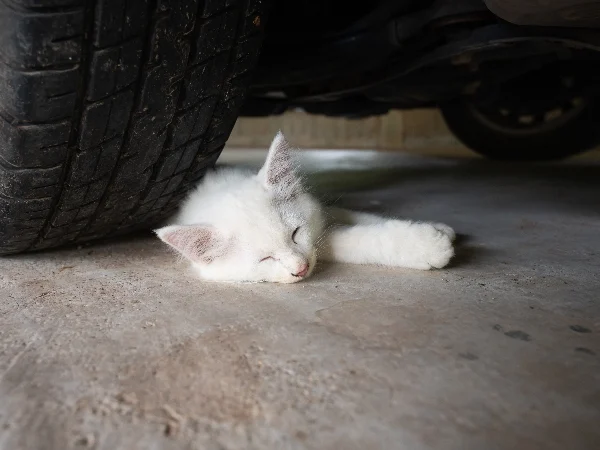 image of a cat under a car wheel image of a cat under a car wheel