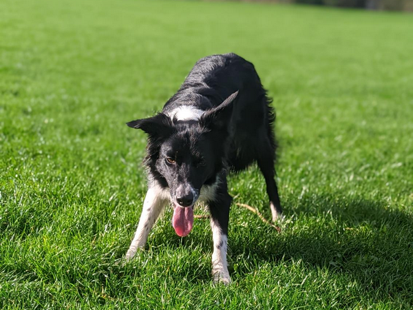 Image of dog in the park for article on best diet for dogs Image of dog in the park for article on best diet for dogs
