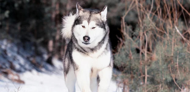 Alaskan Malamute running through snow Alaskan Malamute running through snow