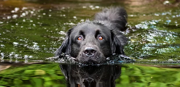 black dog swimming in a river for article on dog holidays black dog swimming in a river for article on dog holidays