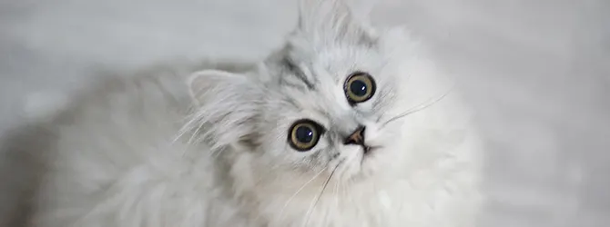 TB in Cats - Causes, Symptoms & Treatments closeup of cat