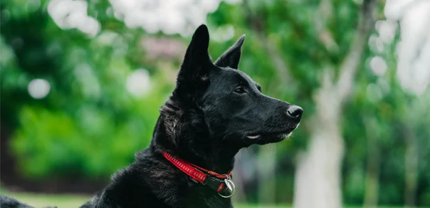 black dog wearing a red collar black dog wearing a red collar