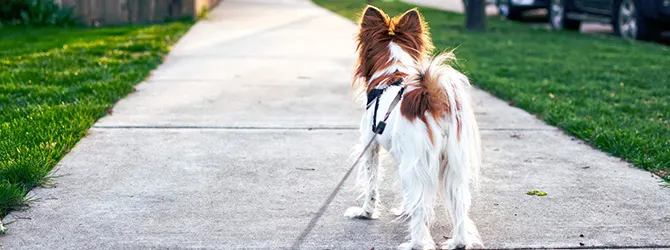 How to Teach a Dog to Heel - Puppy training jack russell walking on lead beside owner