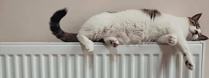 Cat Hip Dysplasia - Symptoms & Prevention cat sleeping on radiator