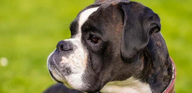 boxer-body-1.jpg Black and white boxer dog outside