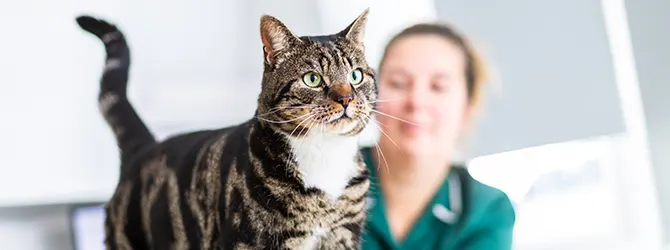 Worms In Cats | Protect Your Cat From Worms cat in vet practice