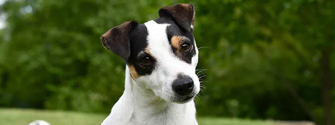 Jack Russell | Owner's Guide jack russell in field looking at camera