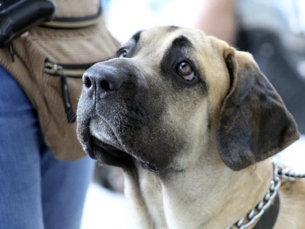 Banned dog breed Filo Brasileiro Banned dog breed Filo Brasileiro