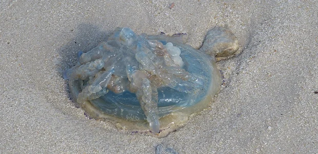 beach-safety-middle-jellyfish.jpg Blue jelly fish on beach