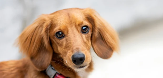 fawn long haired miniature dachshund fawn long haired miniature dachshund