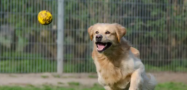 dog playing with ball dog playing with ball